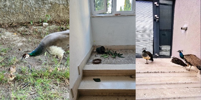 FOTO/VIDEO Suživot paunova i Splićana ne funkcionira