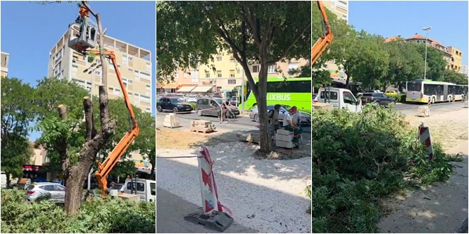 VIDEO Zvuk pile para Ulicu Domovinskog rata: Nestala su tri stabla sofore