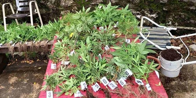 PAO 'PLANTAŽER' Oduzete mu 43 stabljike indijske konoplje
