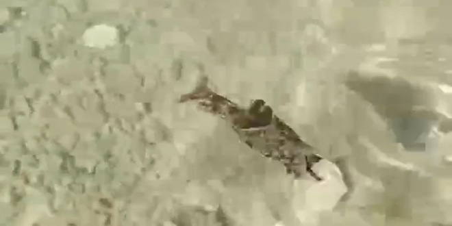 VIDEO Morski zekan snimljen na plaži u Žaboriću