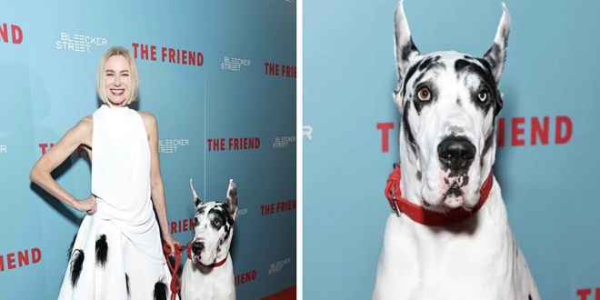Hollywoodska zvijezda Bill Murray stiže u Šibenik