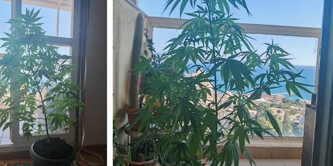 DOLIJAO SPLITSKI 'BOTANIČAR' Umjesto ukrasnog bilja u stanu zalijevao marihuanu