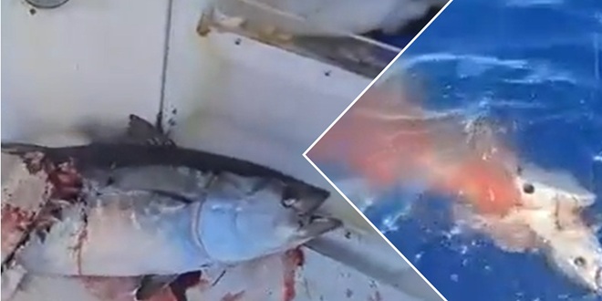 VIDEO Epska bitka za tunu između ribara i morskog psa