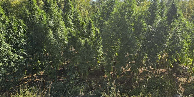 'Plantažer' uhićen dok je zalijevao svoje nasade marihuane
