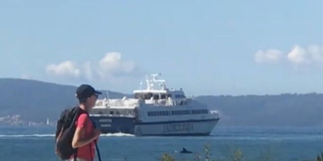 VIDEO Dupin ispratio katamaran u splitskoj luci