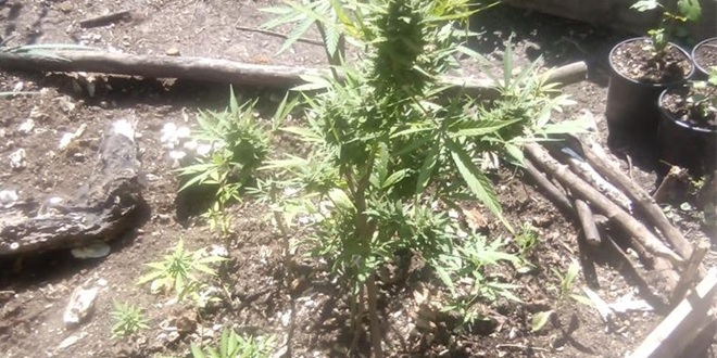 PAO PLANTAŽER Pronađena mu 71 biljka Cannabis sative