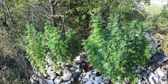 FOTO/VIDEO Pronađene dvije plantaže te kilogram i 248 grama marihuane