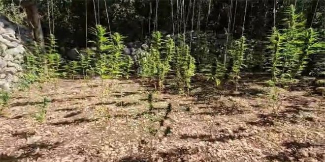 VIDEO Pronađena plantaža marihuane u Dalmaciji, uhićen 54-godišnjak