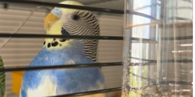 POMOZITE Na Plokitama nestala papiga