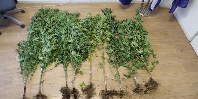 'PALI' PLANTAŽERI Pronađeno devet stabljika indijske konoplje