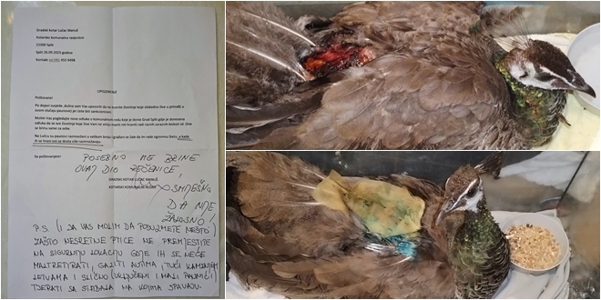 U GRADU BEZ AZILA Volonteri s Gripa godinama spašavaju životinje, sada su dobili zabranu hranjenja