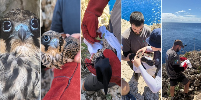 FOTO/VIDEO Nova generacija Eleonorinih sokola dobila satelitske odašiljače