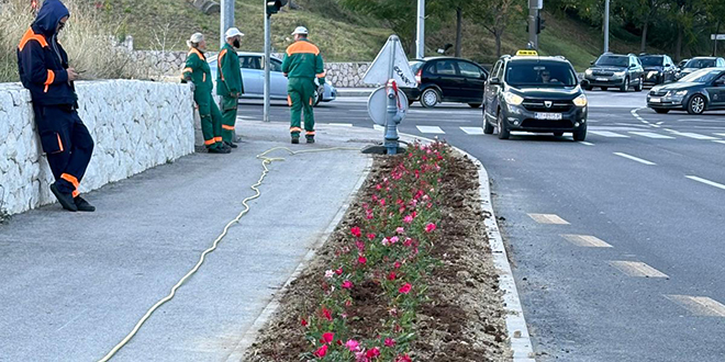 Grmovi ruža posađeni u Lovrinačkoj ulici
