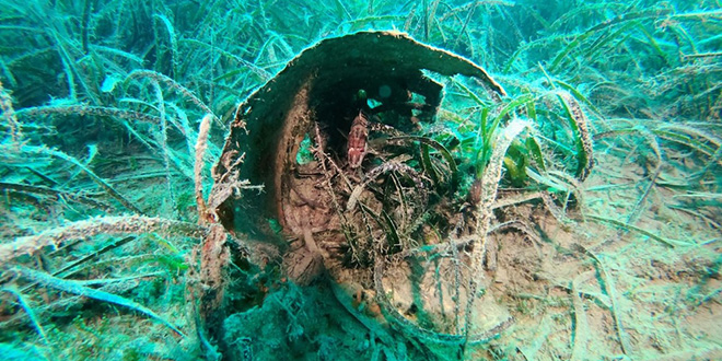 FOTOGALERIJA Posidonia oceanica: Mediteranska super biljka
