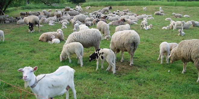 Priprema se savjetovanje za uzgajivače ovaca i koza te izložba sireva