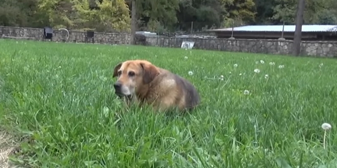 TUŽNE SCENE U SARAJEVU Halidov pas odbija jesti i piti nakon njegove smrti