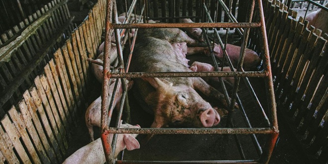 Europska komisija iznevjerila obećanja o Europi bez kaveza!