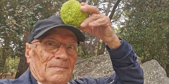 DR KALILIĆ UPOZORAVA 'Tvrdi i teški plodovi egzotične maklure na Turskoj kuli mogu biti opasni za posjetitelje, posebno djecu'