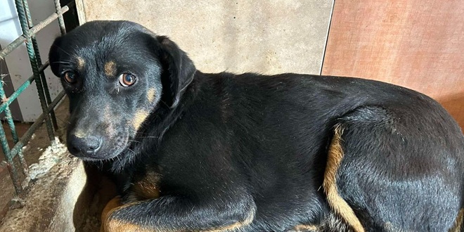 Polomljeni i bolesni psi, a prekršiteljima se ne može naplatiti kazna