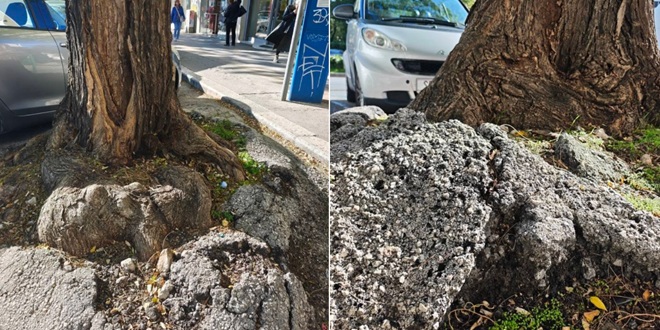 SOFORE ZAMJENJUJU MAGNOLIJE Parkovi i nasadi danas započinju obnavljati zelenilo Ulici Domovinskog rata