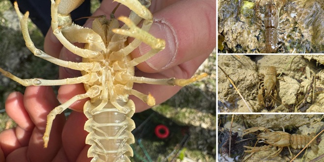 MORE I KRŠ: U tijeku je monitoring i očuvanje bjelonogog raka na području Imotske krajine