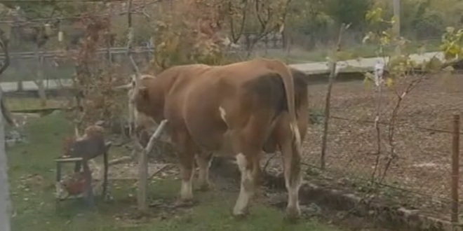 PRIJATELJI ŽIVOTINJA: Bik Miško je ubijen jer su institucije zakazale