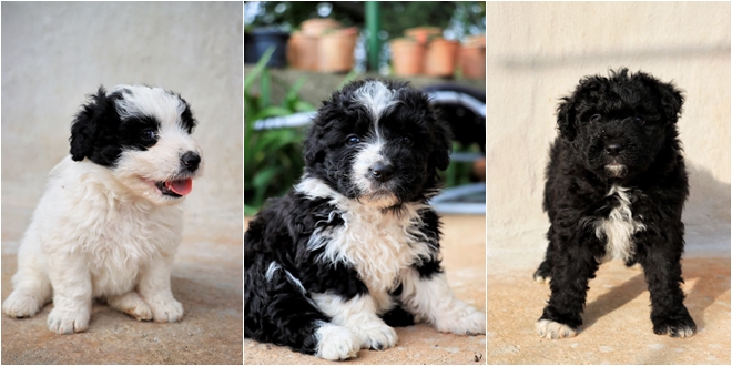 FOTOGALERIJA Slatki štenci traže novi dom