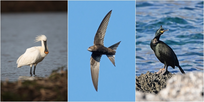 Pokrenut izbor Ptice godine 2026.