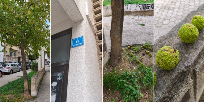 Tvrdi plodovi 'konjske jabuke', osim na Turskoj kuli, prijete i u Fra Boninoj