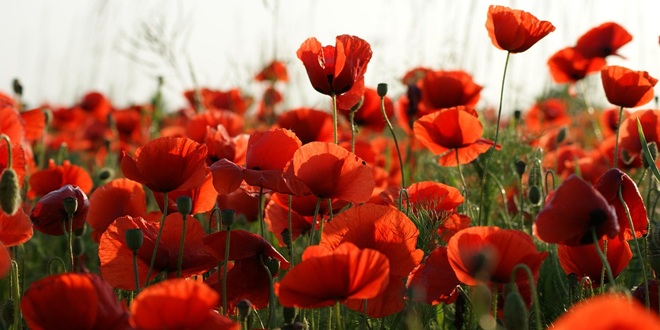 Prirodoslovni muzej Split: Otvara se izložba 'Zeleno blago s naših livada'