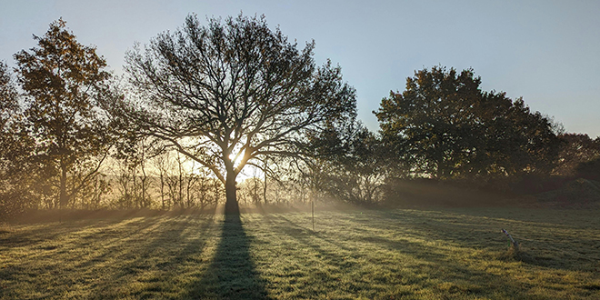 Predavanje o cetinskom hrastu lužnjaku u Palacini
