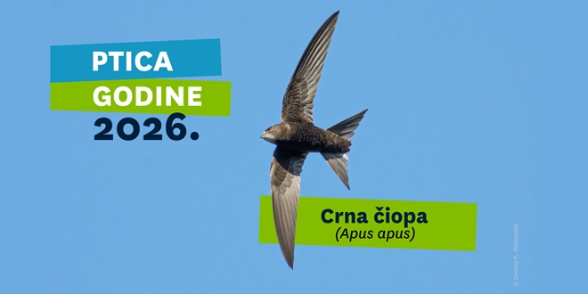 Crna čiopa je Ptica godine 2026.