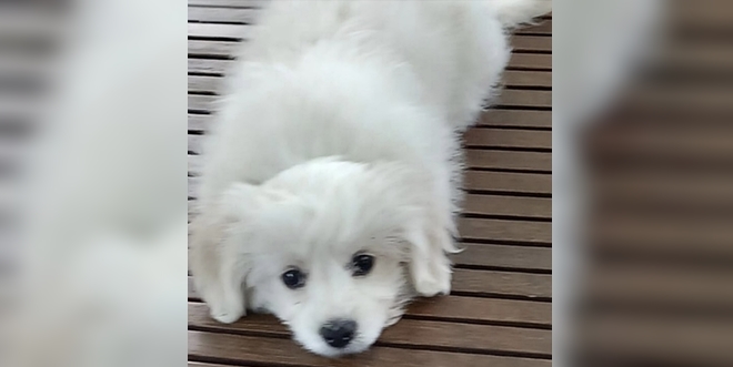 JESTE LI GA VIDJELI? Nestao psić Bili