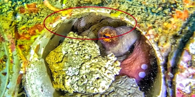 'Apartmani za hobotnice' brzo su pronašli svoje stanare