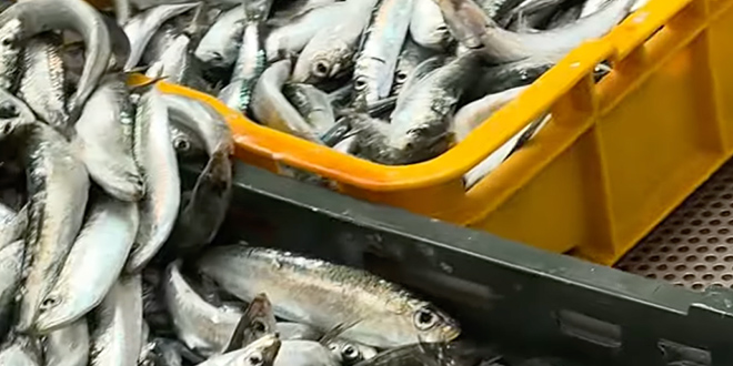 VIDEO: Peškarija blues: 'Friške srdele, lip ručak za 5 eura'