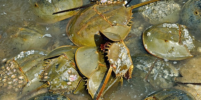 PRIJATELJI ŽIVOTINJA Danas predani potpisi protiv testiranja na drevnim rakovima