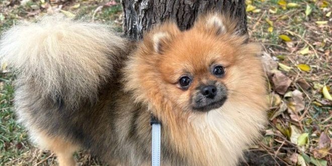 Traži se pas: 'Nalaznika očekuje velika novčana nagrada'