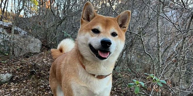 JESTE LI GA VIDJELI? Khai se izgubio na području Orlovog gnijezda