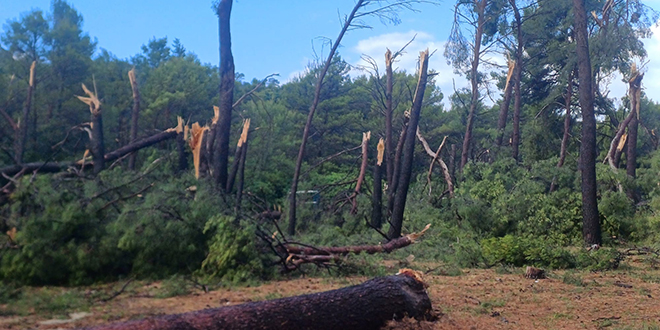 Grad Split započinje sanaciju Park šume Marjan