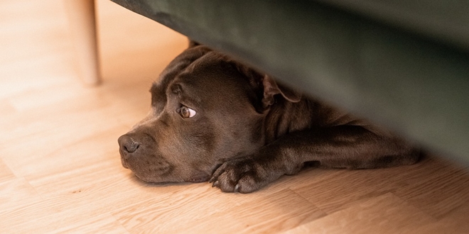 VIDEO Snimke prestravljenih pasa otkrivaju strašne posljedice pirotehnike