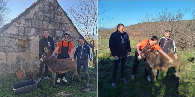 Udruga Primorsko-dinarskog magarca obilježila rođendan posebnim darom – magarcem