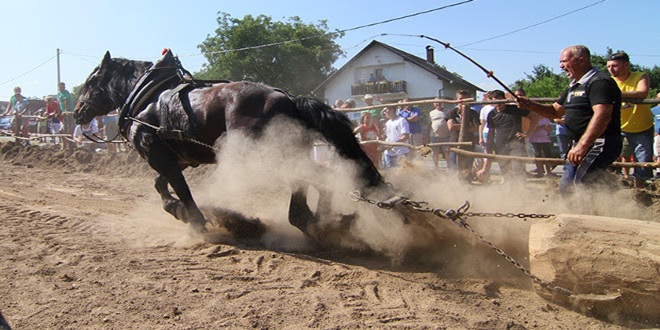 Prijatelji životinja nadležnim tijelima poslali znanstvene dokaze da štraparijade ugrožavaju dobrobit konja