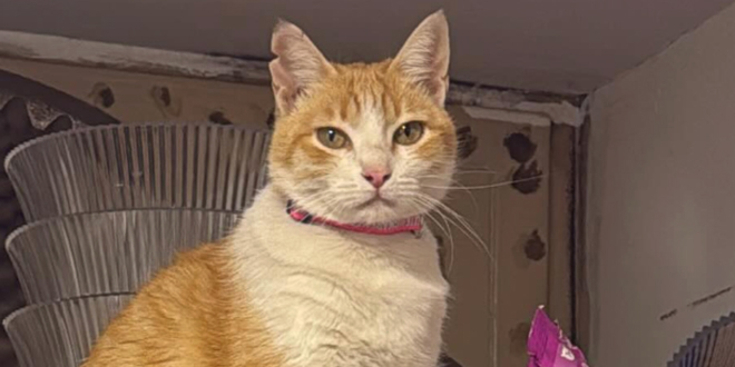 Nestala Sunčica. Kafić Laman traži svoju macu