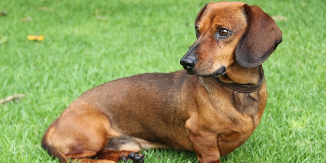 Izgubljeni pas uočen blizu Malačke