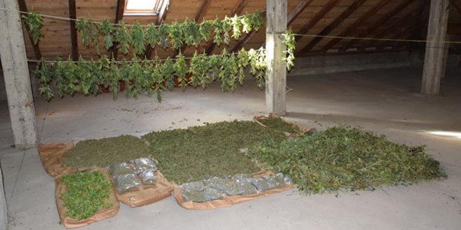 U kući u okolici Virovitice pronađen laboratorij s gotovo 600 stabljika marihuane