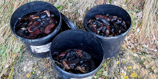 Nezakonito izlovio preko 100 kilograma trpova pa zaradio kaznenu prijavu