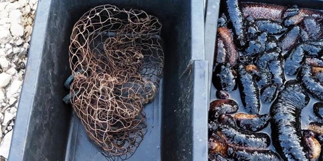 OPASAN KRIVOLOV Morski krastavci su neophodni za očuvanje Jadranskog mora