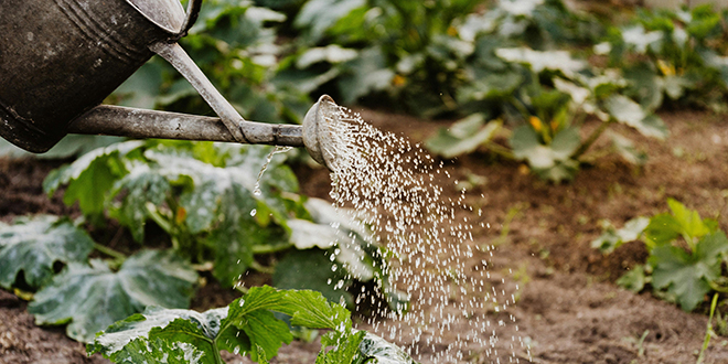 Novo zanimanje: Znate li što rade klimatski vrtlari?