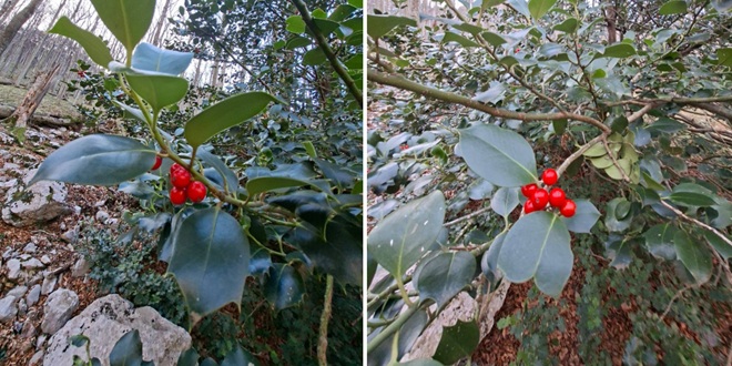 NP PAKLENICA Proveden monitoring božikovine