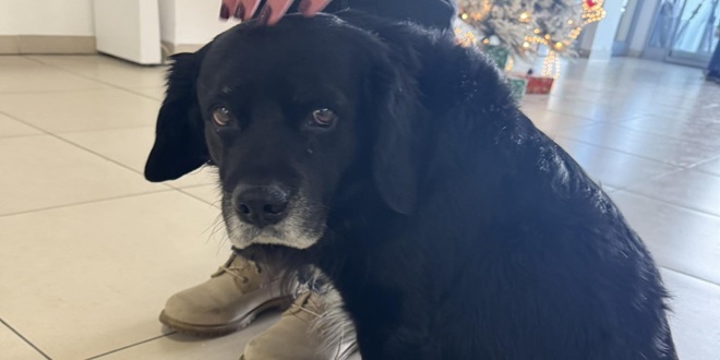 POMOZITE! Pronađen pas na Kopilici